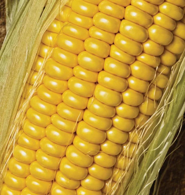 WCS Corn - Golden Jubilee F1