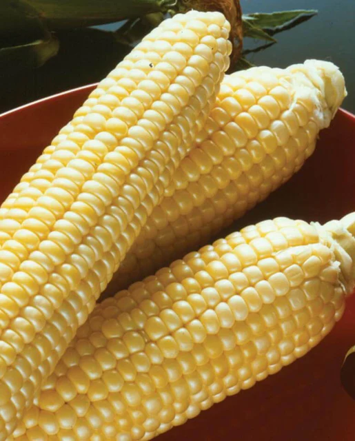 WCS Corn - Sugar Buns