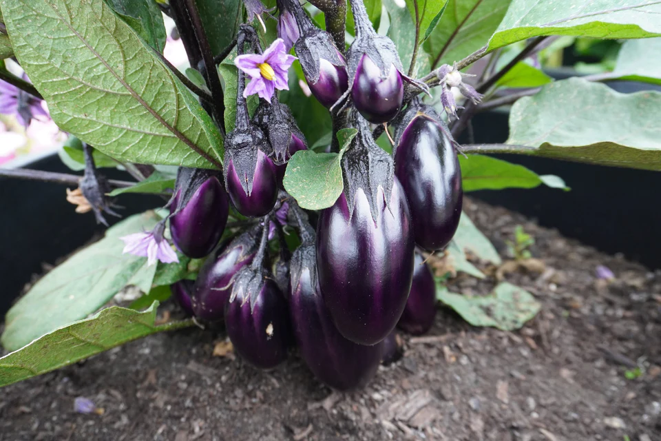 [EG408A] WCS Eggplants - Patio Baby F1