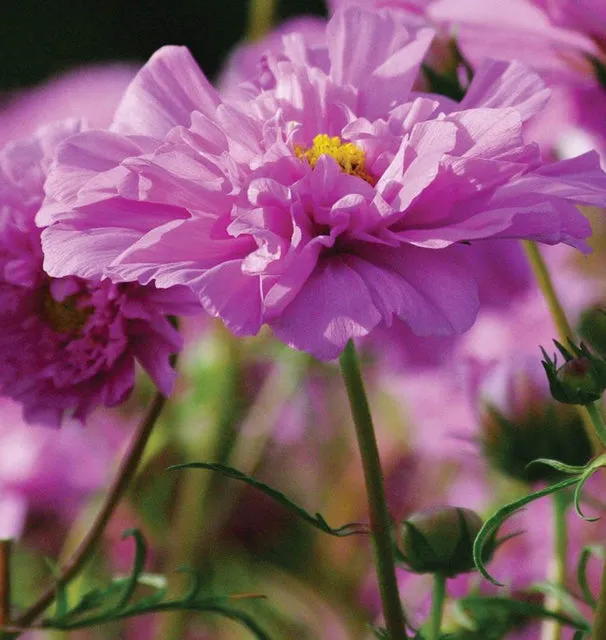 [FL2028A] WCS Flowers - Cosmos - Double Click Rose Bon Bon