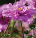 WCS Flowers - Cosmos - Double Click Rose Bon Bon