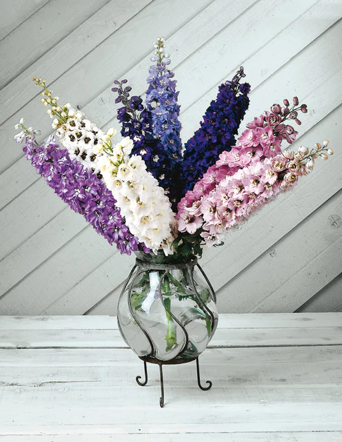 WCS Flowers - Dalphinium - Magic Fountains Mix