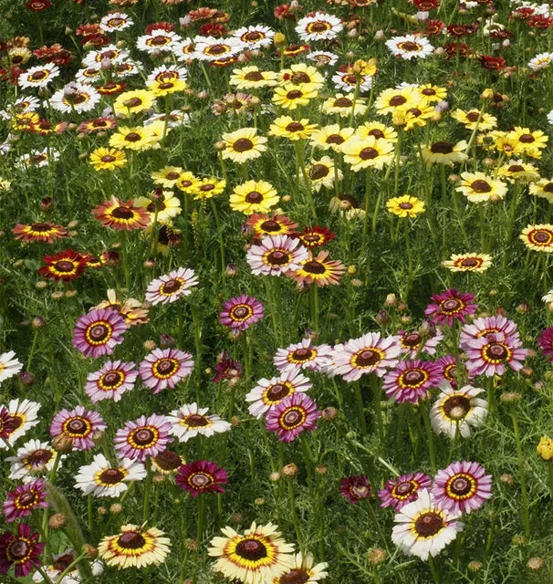 [FL2320A] WCS Flowers - Daisy - Chrysanthemum Painted Daisies