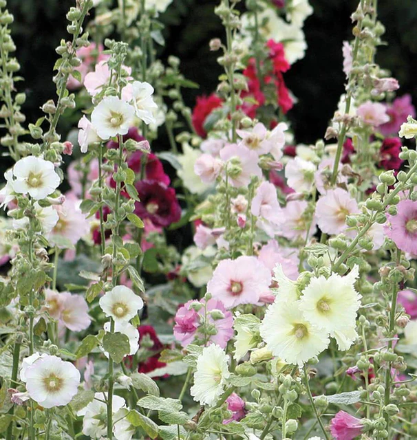 [FL2703A] WCS Flowers - Hollyhocks - Indian Spring