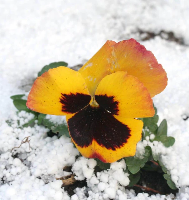WCS Flowers - Pansies & Violas - Swiss Giants Mix