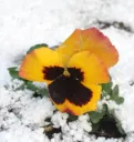 WCS Flowers - Pansies & Violas - Swiss Giants Mix