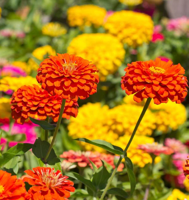 [FL3505A] WCS Flowers - Zinnia - Giant Blue Point Formula