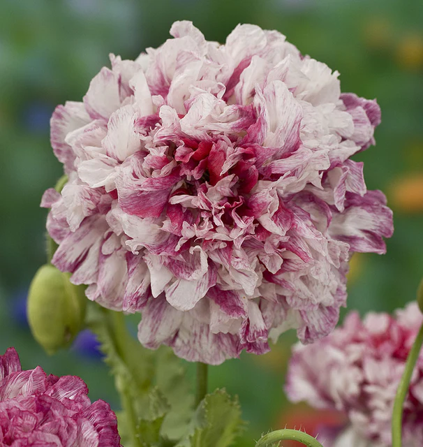 [FL4018A] WCS Flowers - Poppies - Flemish Antique Peony