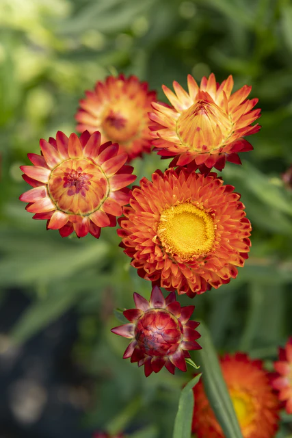 [FL4066A] WCS Flowers - Strawflower - King Size Orange