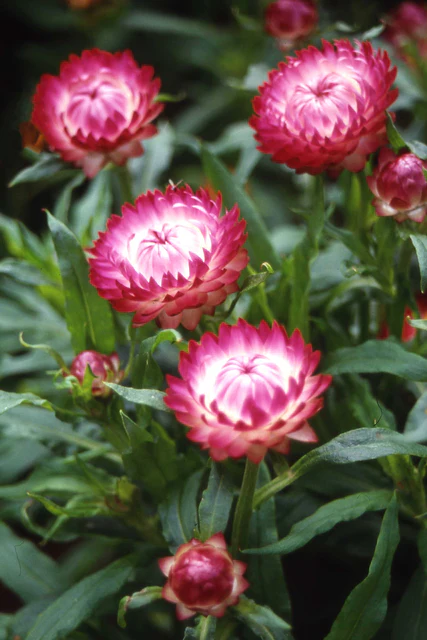 [FL4074A] WCS Flowers - Strawflower - Bright Rose