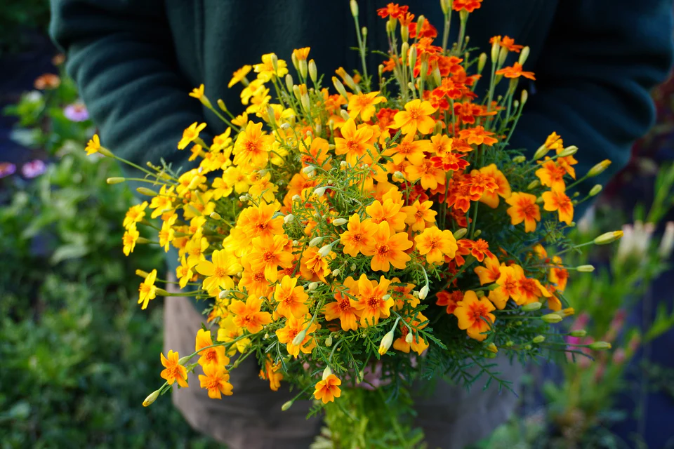 [FL4087A] WCS Flowers- Marigold - Starfire