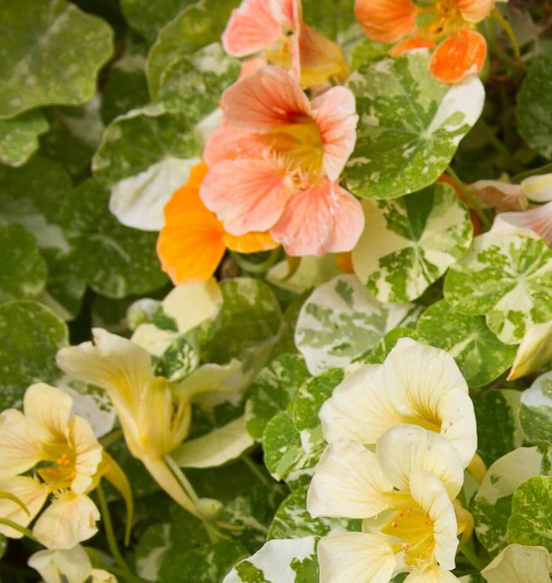 WCS Flowers - Nasturtium - Tip Top Alaska Mix