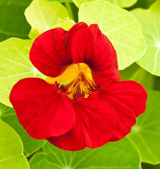 [FL3003A] WCS Flowers - Nasturtiums - Empress of India