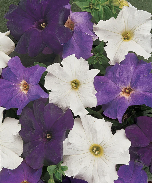 [FL4100A] WCS Flowers - Petunia - Dreams Waterfall Mixture (Pelleted)