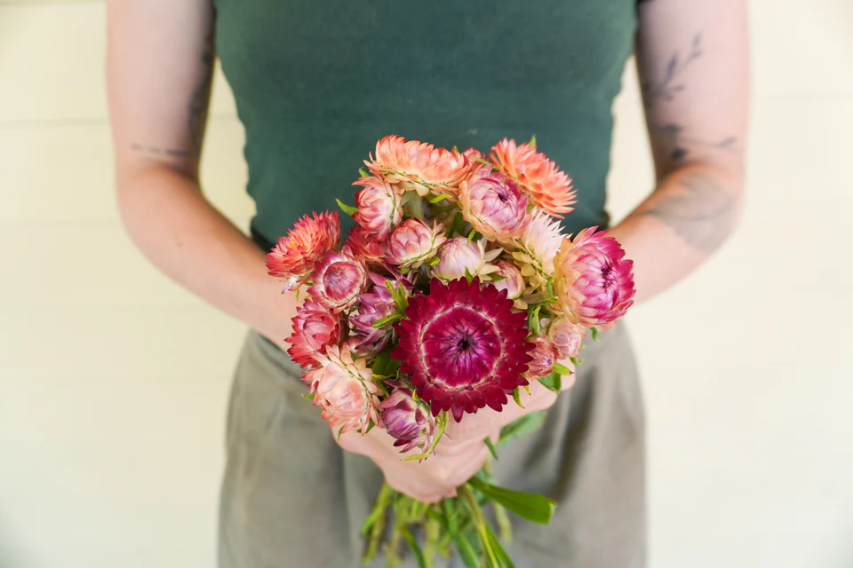 [FL4073A] WCS Flowers - Strawflower - Salmon Rose
