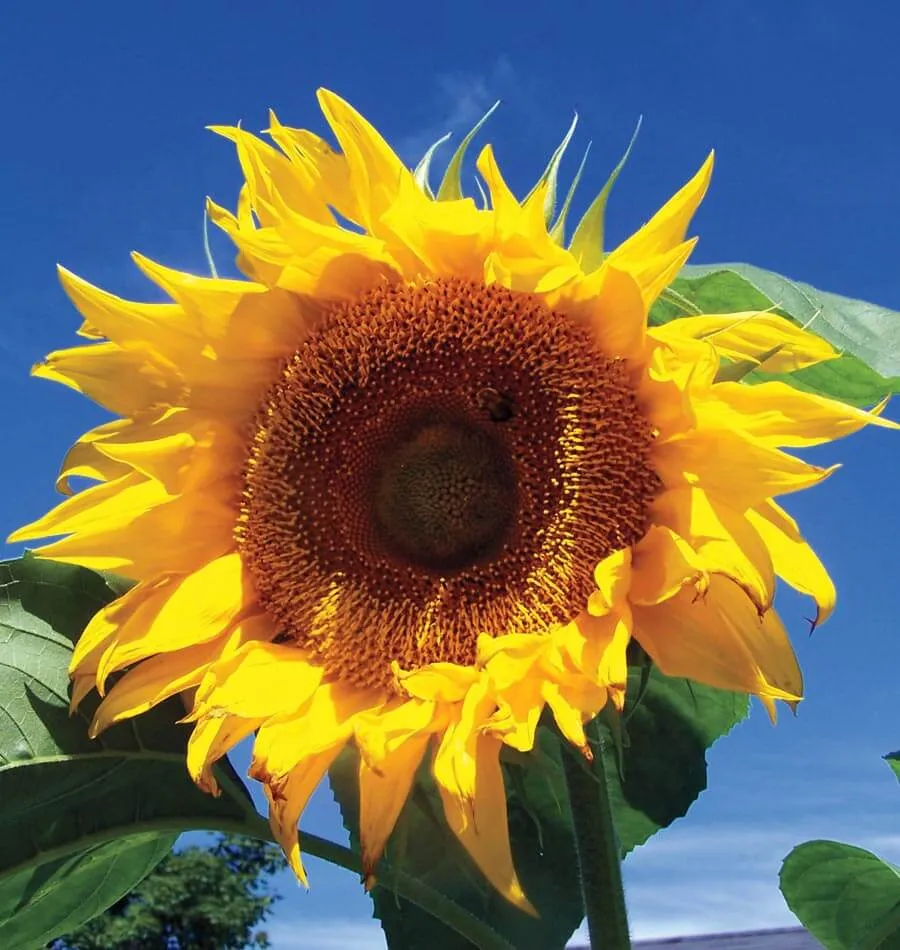 WCS Flowers - Sunflower - Russian Mammoth Organic