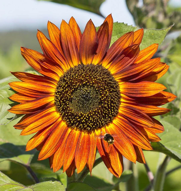 [FL3253A] WCS Flowers - Sunflower - Velvet Queen