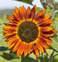 WCS Flowers - Sunflower - Velvet Queen