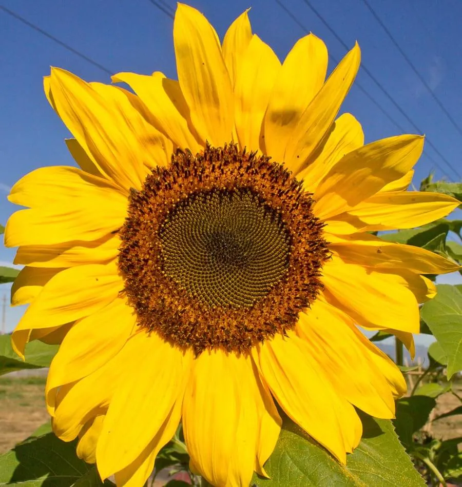[FL3265A] WCS Flowers - Sunflower - Peredovik Organic