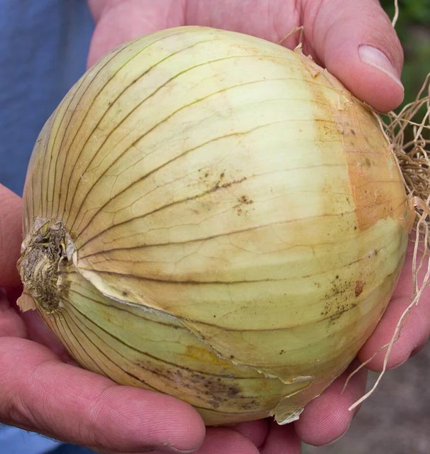 WCS Onions - Ailsa Craig