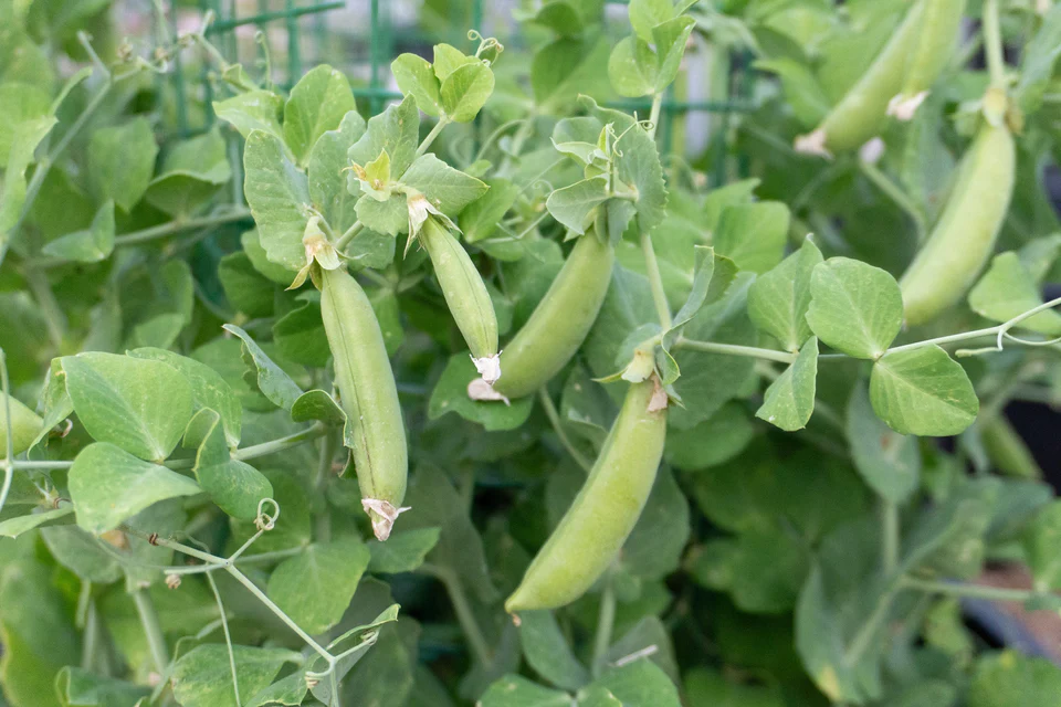 [PE604] WCS Peas - Little Snappea Crunch