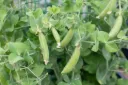 WCS Peas - Little Snappea Crunch