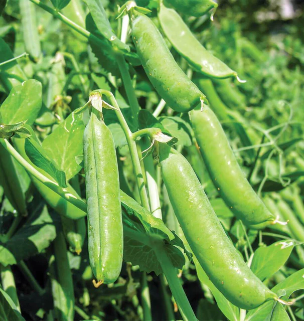 WCS Peas - Bolero