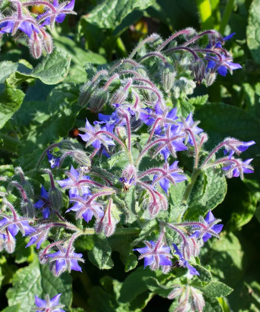 WCS Herbs - Borage