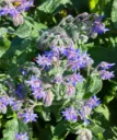WCS Herbs - Borage