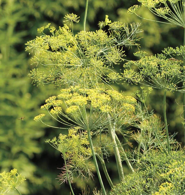 [HR1086A] WCS Herbs - Dill - Bouquet