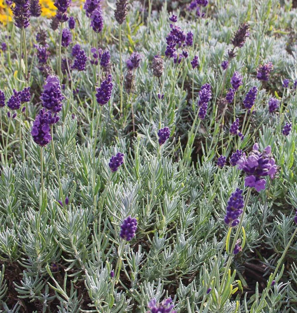 [HR1096A] WCS Herbs - Dill - Lavendar - Dwarf Munstead