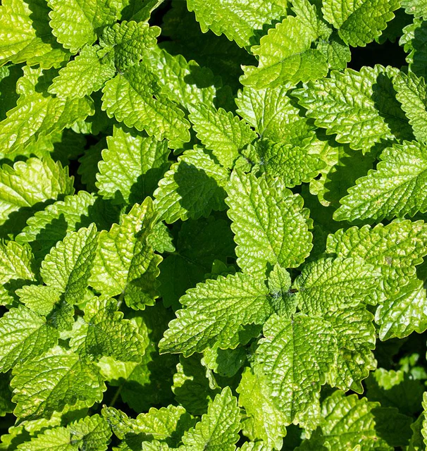 [HR1097A] WCS Herbs - Balm (Lemon)