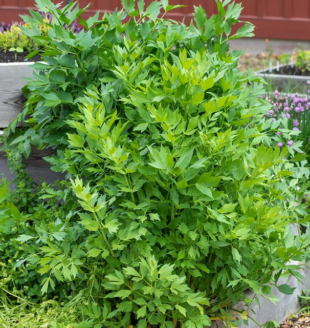 WCS Herbs - Lovage