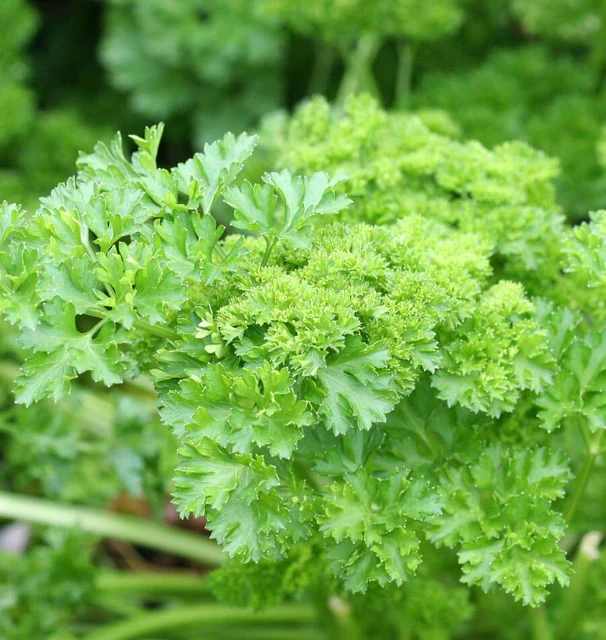 [PL570A] WCS Herbs - Parsley - Forest Green