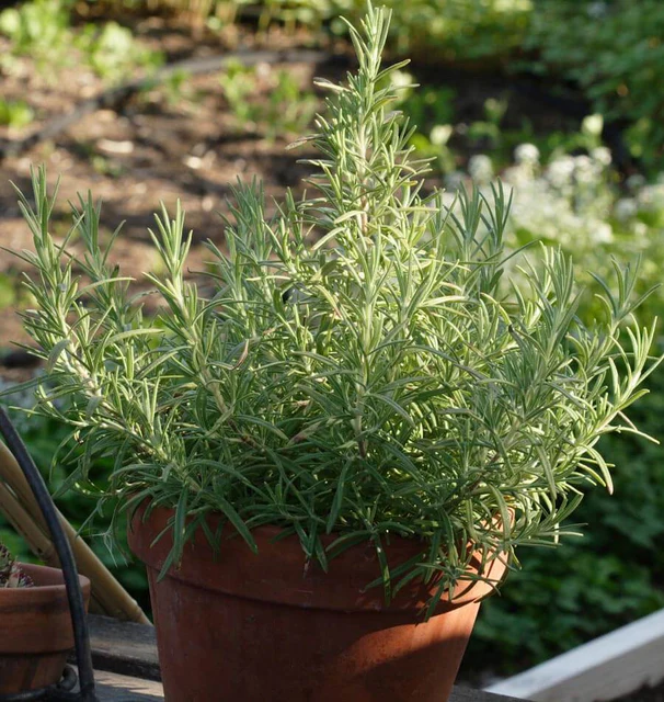 WCS Herbs - Rosemary