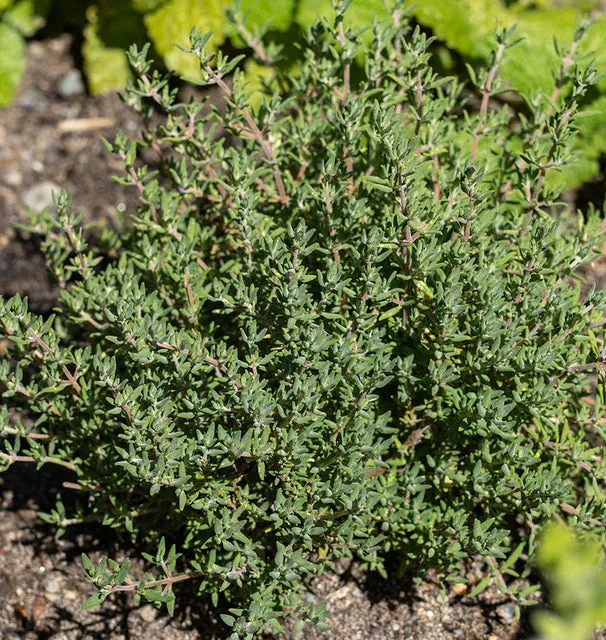 [HR1199A] WCS Herbs - Thyme - Orangelo