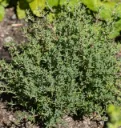 WCS Herbs - Thyme - Orangelo