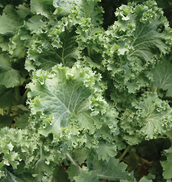 WCS Kale - Improved Siberian