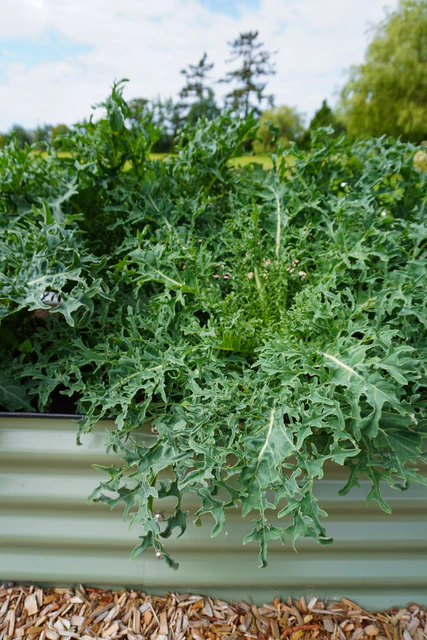 [KL453A] WCS Kale - Hydra F1