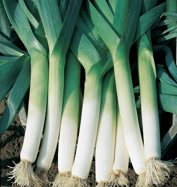 [LK446A] WCS Leeks - Swiss Giant Lancia Organic (Coated)