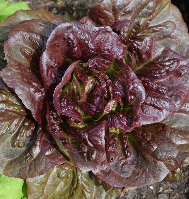 [LT443A] WCS Lettuce (Mini Head) - Pomegranate Crunch (Pelleted)