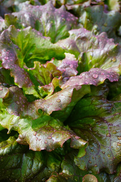 [LT530A] WCS Lettuce (Loose Leaf) - Lovelock Organic