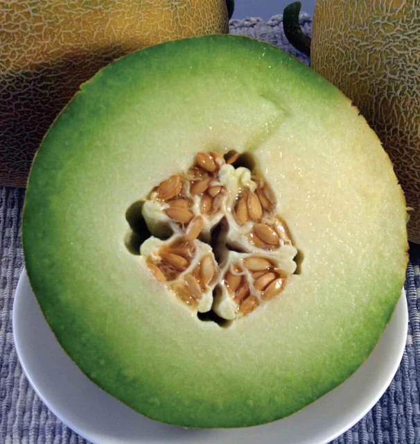 [ML514A] WCS Melon (Honeydew) - Diplomat F1