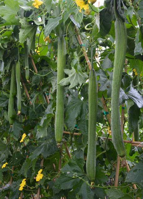 [SQ774A] WCS Squash (Speciality) - Emerald Luffa F1