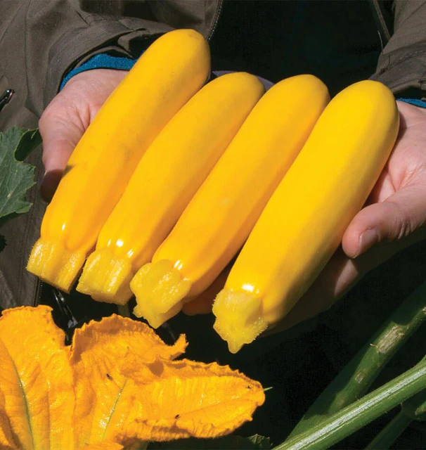 [SQ802A] WCS Squash (Summer) - Zucchini Yellowfin F1 Organic