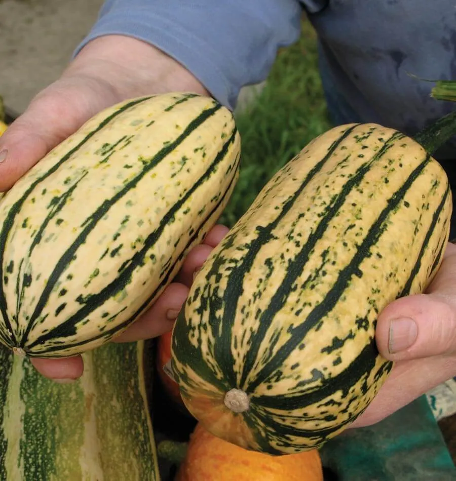 [SQ737A] WCS Squash (Winter) - Delicata