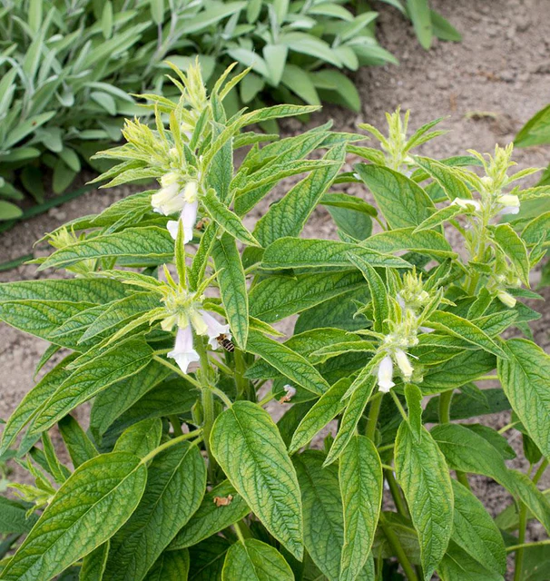 [SE300A] WCS Sesame -Gold Sesame