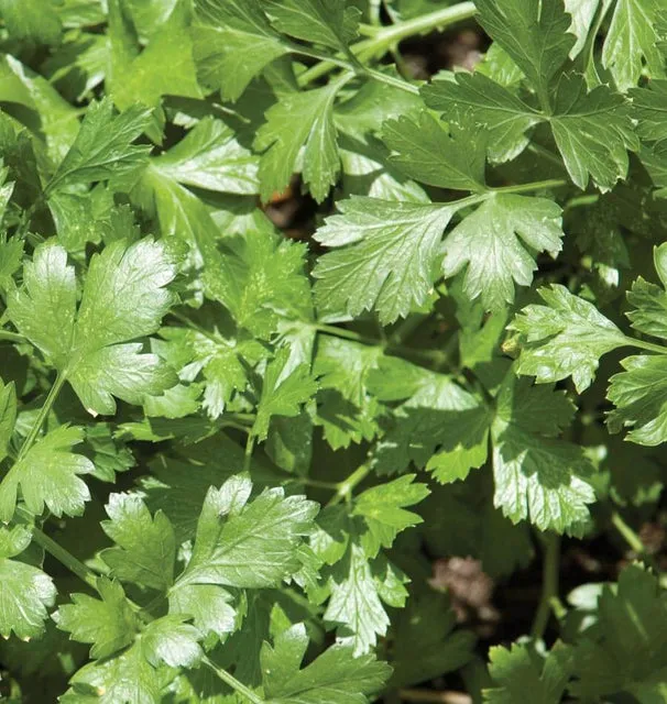 [HR1073A] WCS Herbs - Cilantro (Santo Long Standing)