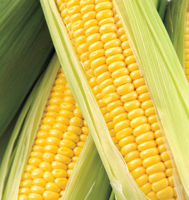 [CN363A] WCS Corn - Honey Select (A packet)