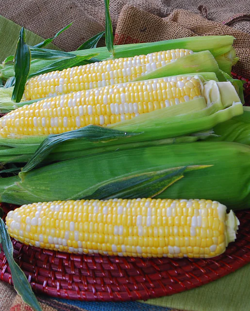 [CN367A] WCS Corn - Temptress (A packet)